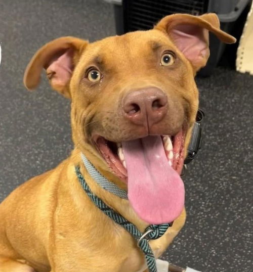 picture of the dog needing adoption