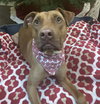 Snickers - Photo 2