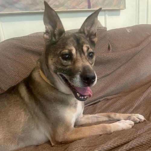 picture of the dog needing adoption