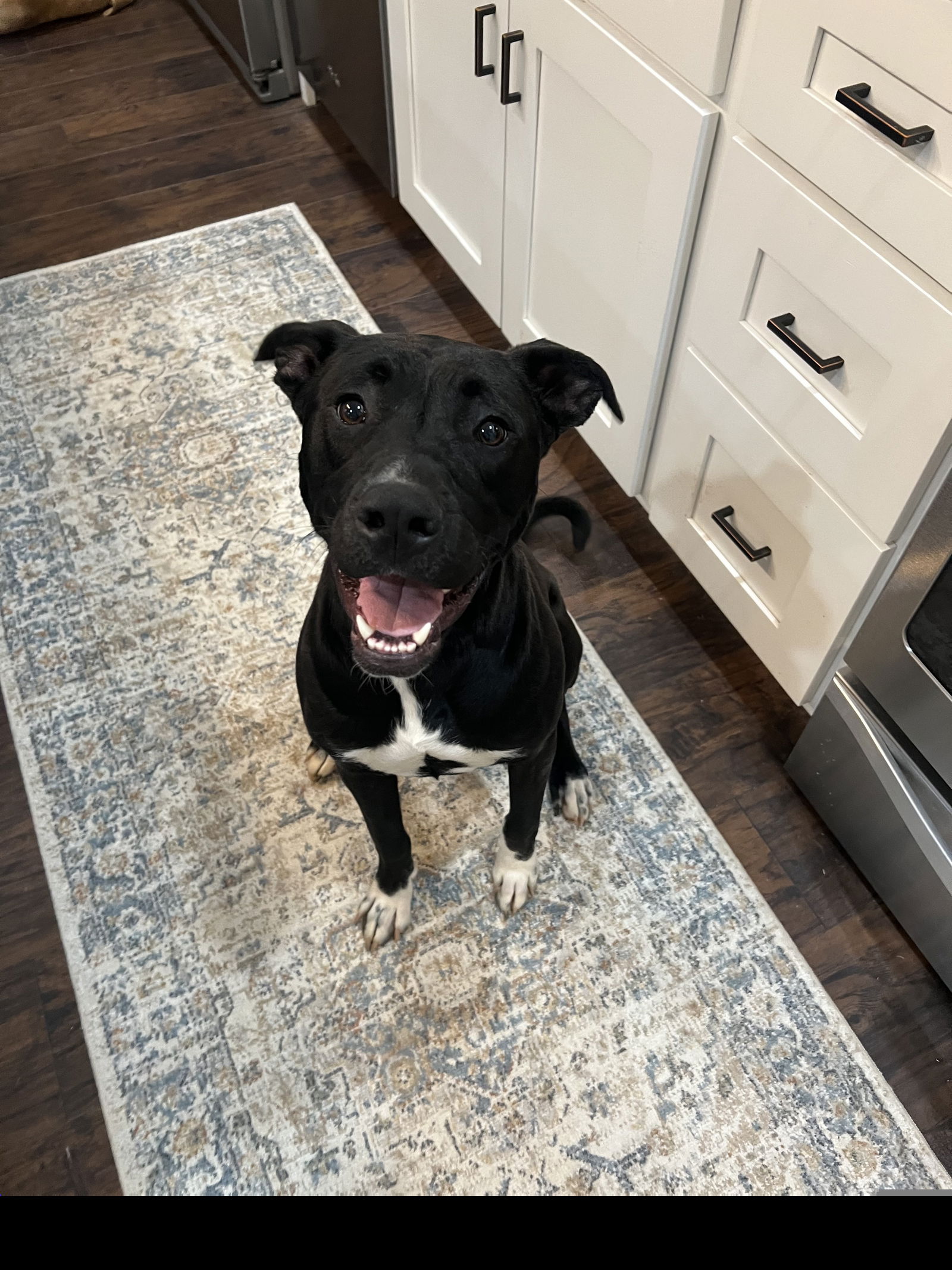 adoptable Dog in Roswell, GA named Vixen