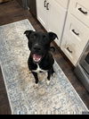 adoptable Dog in  named Vixen