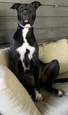 Vixen - Photo 1