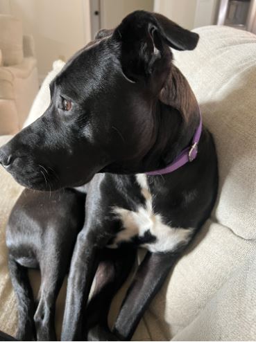 VIXEN - Pit Bull Terrier / Labrador Retriever available for adoption