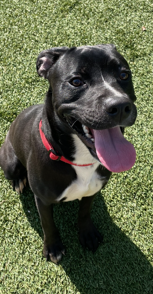 picture of the dog needing adoption