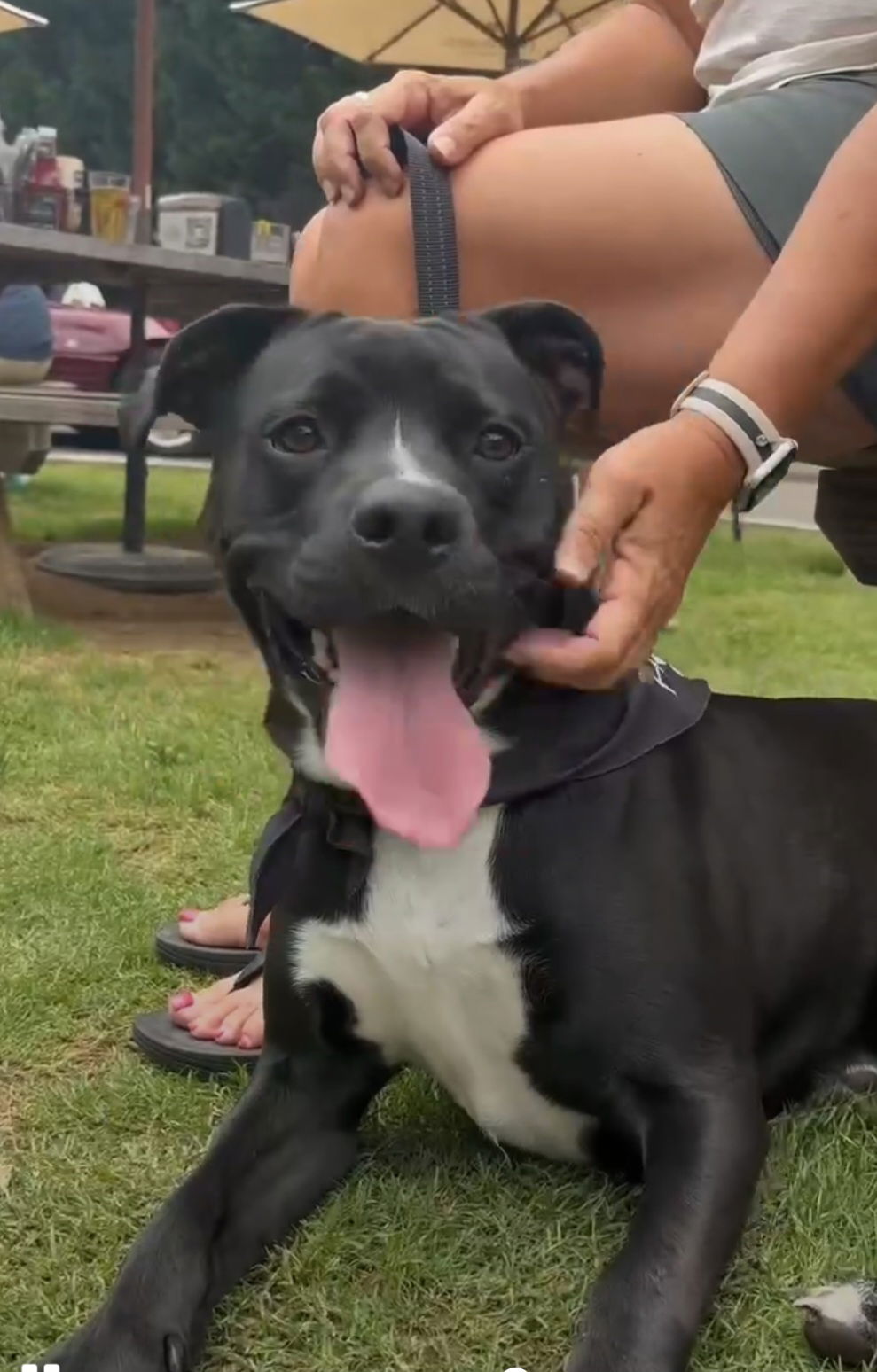 adoptable Dog in Roswell, GA named Micah