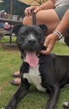 adoptable Dog in Roswell, GA named Micah