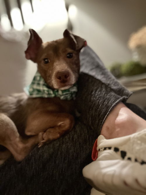 picture of the dog needing adoption