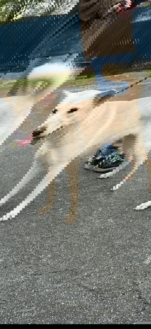 picture of the dog needing adoption