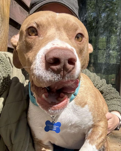 picture of the dog needing adoption