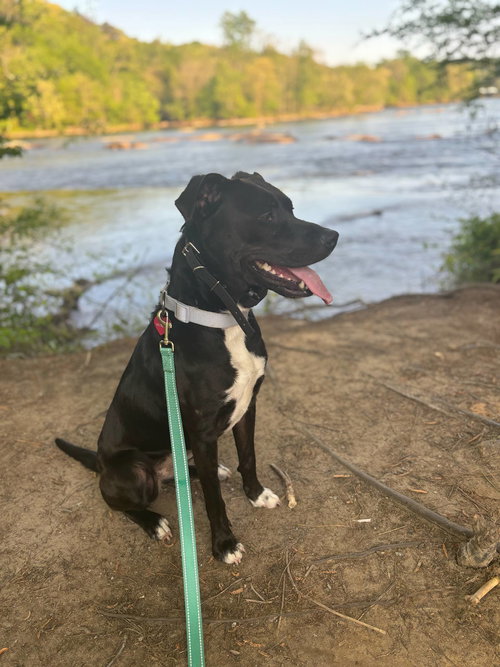 MIDNIGHT - Labrador Retriever / Pit Bull Terrier available for adoption