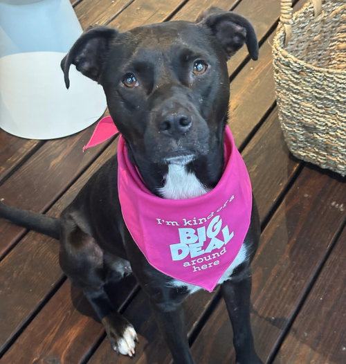 Midnight, an adoptable Labrador Retriever in Roswell, GA