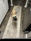 adoptable Dog in  named Peep