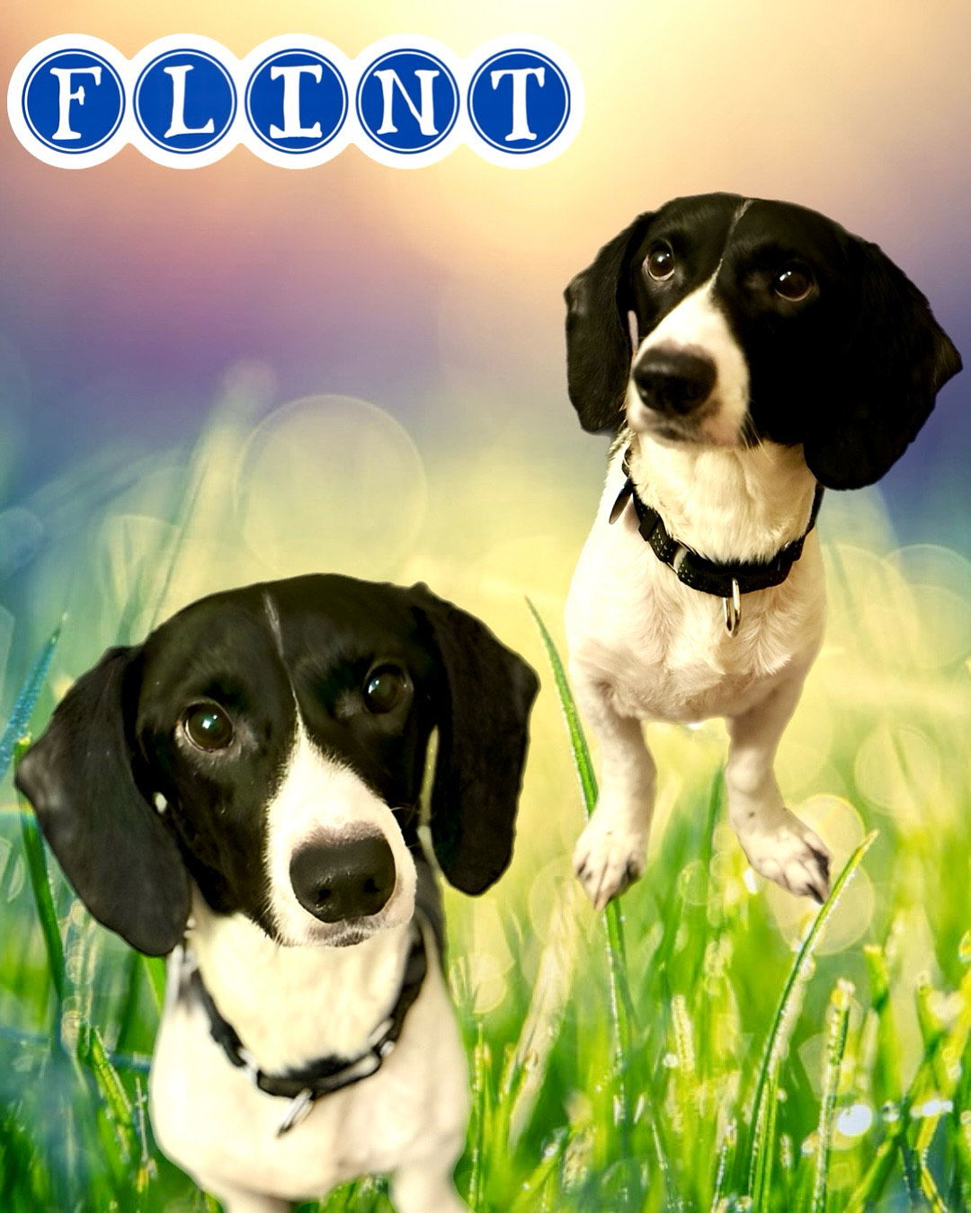 adoptable Dog in Roswell, GA named Flint Cobb