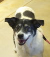 adoptable Dog in  named Lucky Charm