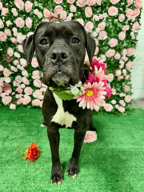 adoptable Dog in Roswell, GA named Wendy Walton