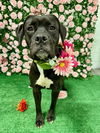 adoptable Dog in Roswell, GA named Wendy Walton