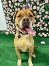 adoptable Dog in Roswell, GA named Aluna