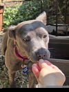 adoptable Dog in  named Sue