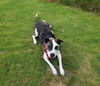 adoptable Dog in Roswell, GA named Molly Rosebud