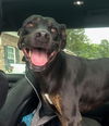 adoptable Dog in Roswell, GA named Donovan