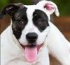 adoptable Dog in Roswell, GA named Chapman