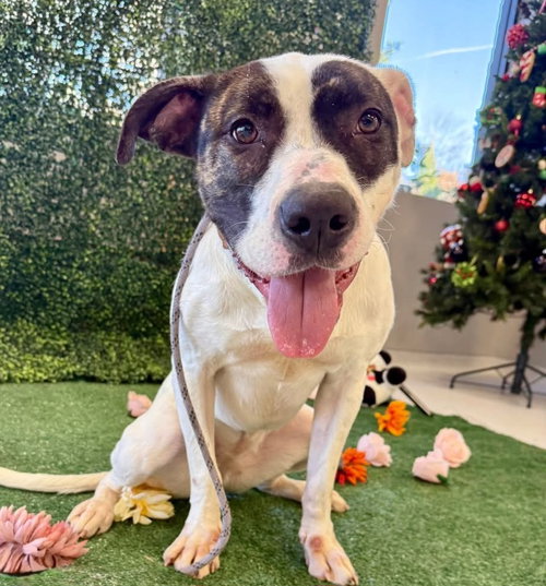 CHAPMAN - American Bulldog available for adoption