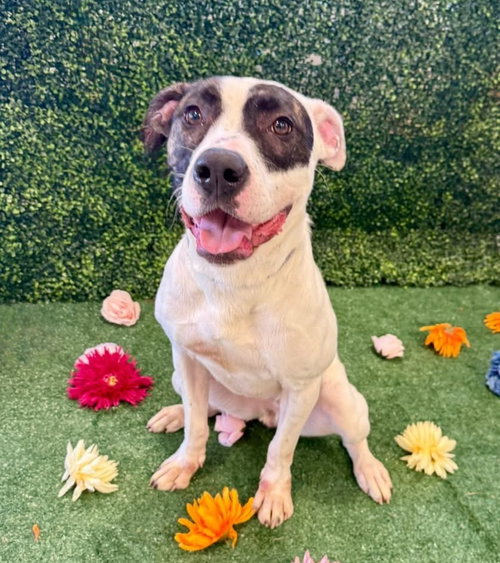 CHAPMAN - American Bulldog available for adoption