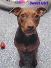 adoptable Dog in  named Shandey