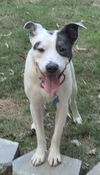 adoptable Dog in Roswell, GA named Johnny Bartow