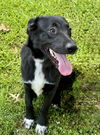 adoptable Dog in Roswell, GA named Patrick Patro