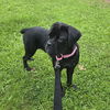 adoptable Dog in Roswell, GA named Stella Cobb