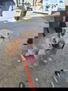 adoptable Dog in  named Cola
