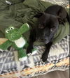 adoptable Dog in  named Nerf