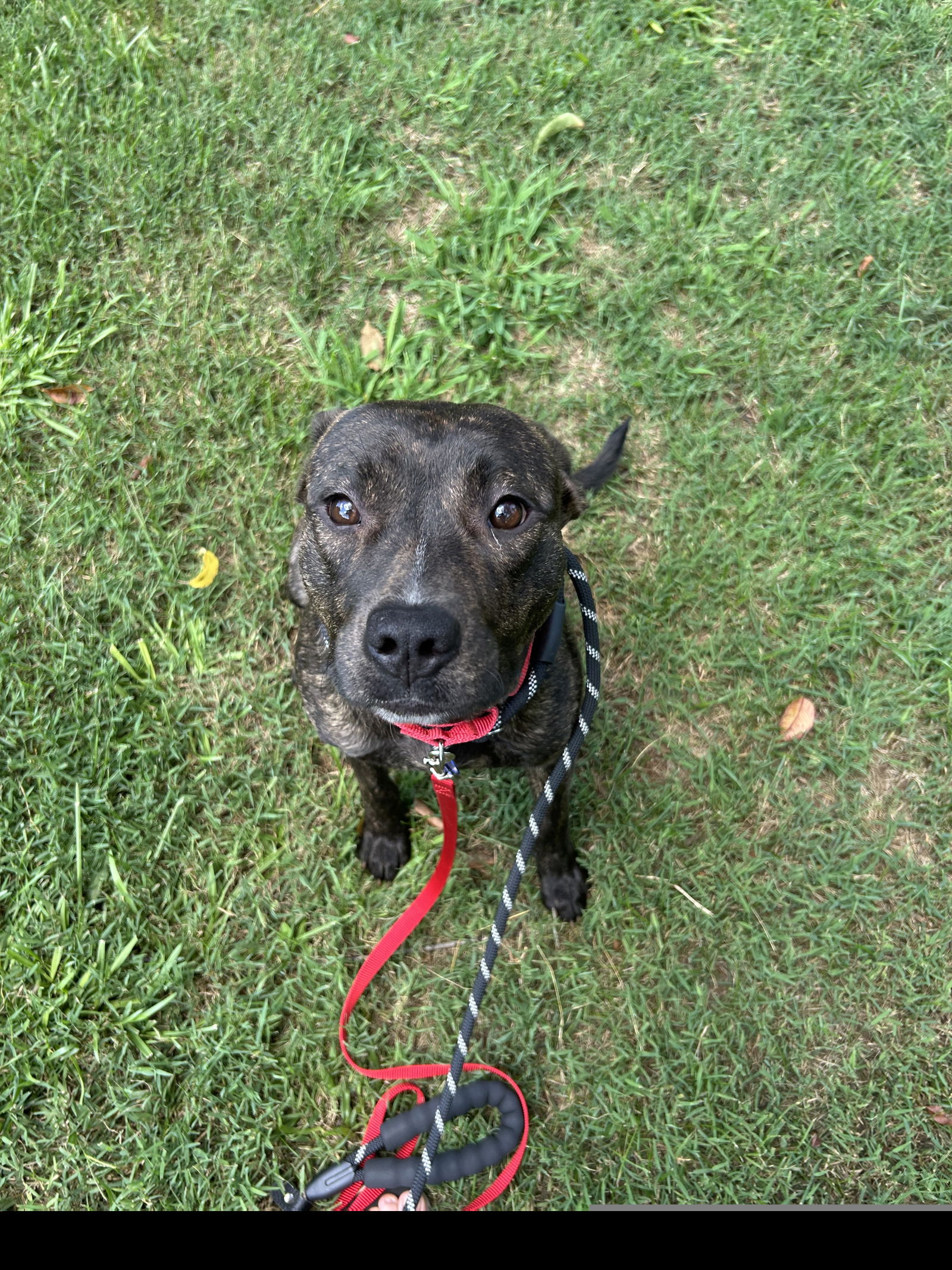 adoptable Dog in Roswell, GA named Trinity Walton