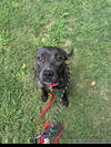 adoptable Dog in  named Trinity Walton