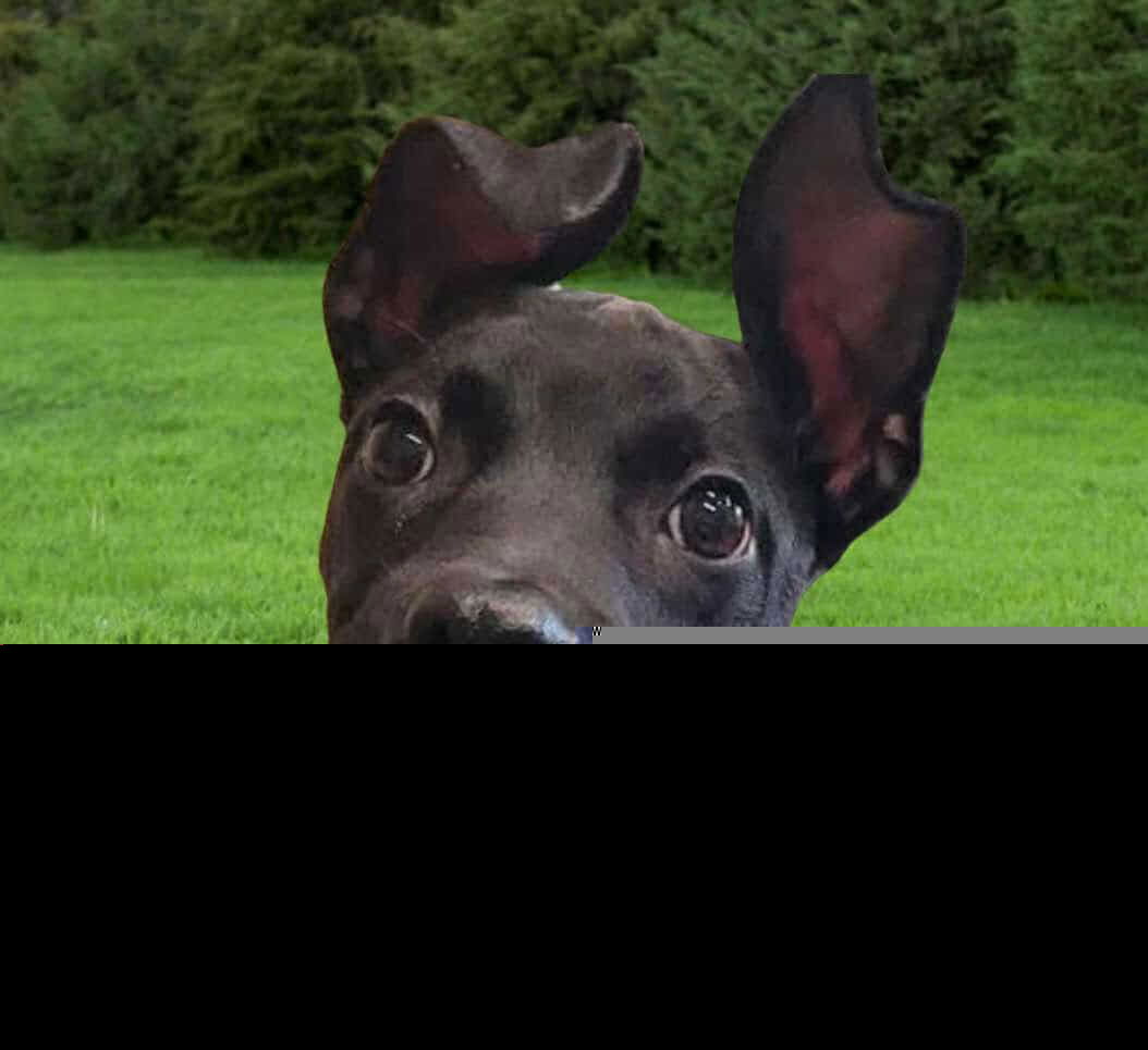 adoptable Dog in Roswell, GA named Valdor