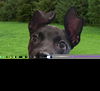 adoptable Dog in  named Valdor