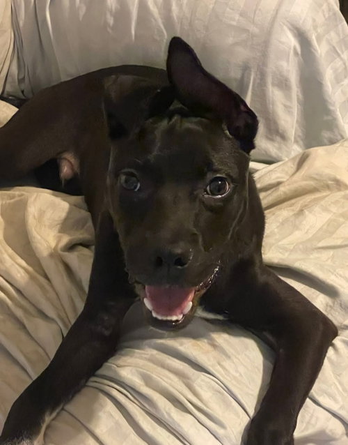 VALDOR - Black Labrador Retriever available for adoption