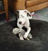 adoptable Dog in  named Kenzie
