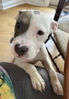 adoptable Dog in  named Coater