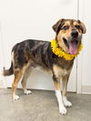 adoptable Dog in  named Jem