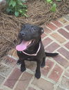 adoptable Dog in  named Arabella