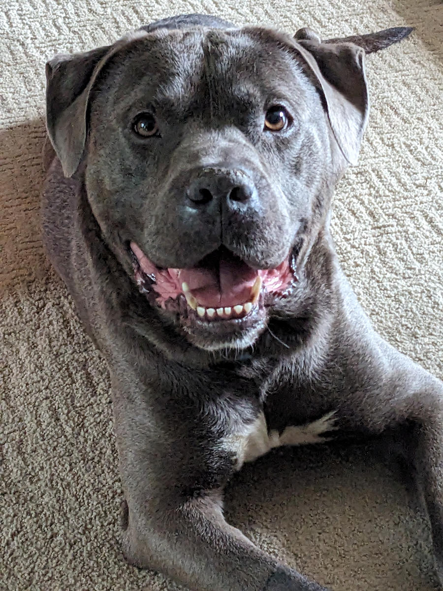 adoptable Dog in Roswell, GA named Hansel