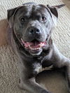 adoptable Dog in , GA named Hansel