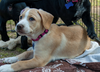 adoptable Dog in , GA named Pheby