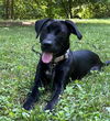 adoptable Dog in , GA named Damia