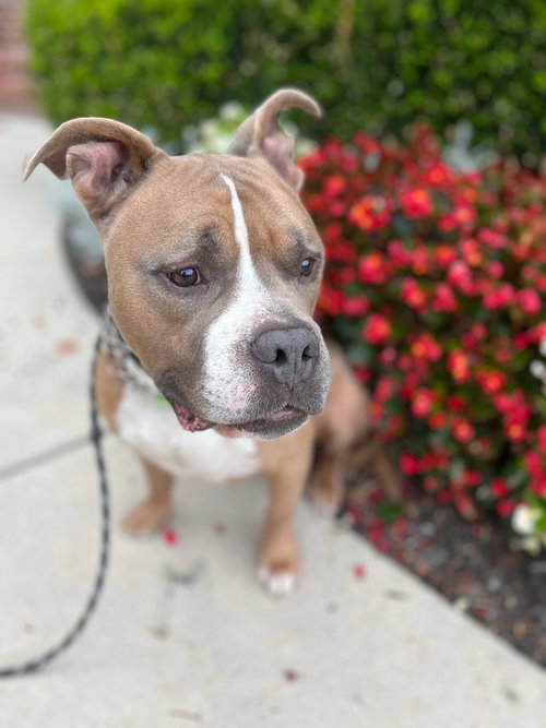 RUGBY - Pit Bull Terrier available for adoption