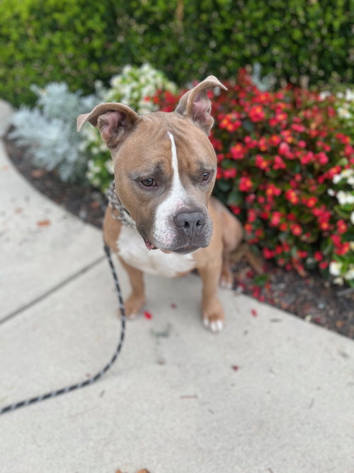 RUGBY - Pit Bull Terrier available for adoption