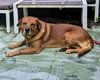 Dooley - Photo 3