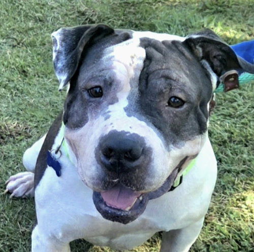 DUDLEY - American Bulldog / American Staffordshire Terrier available for adoption
